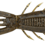 Rapala Crush City Bronco Bug