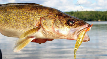 WISCONSIN WALLEYE MANAGEMENT PLAN FOR FLORENCE, FOREST, MARINETTE AND OCONTO COUNTIES VIRTUAL PUBLIC MEETING JAN. 19