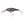 Berkley Flicker Shad 5