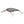 Berkley Flicker Shad 5