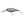 Berkley Flicker Shad 5