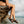 Reef Women's Water Vista (CI8573)