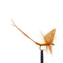Jackson Cardinal Flies