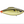 Head Hunter Firetail Rattler