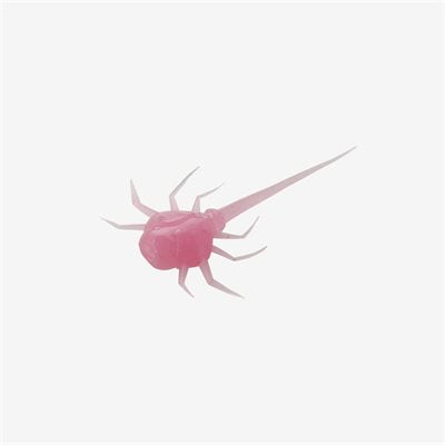 13 Fishing Ice Plastics Coconut Crab