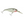 Berkley Flicker Shad 5-Berkley-Wind Rose North Ltd. Outfitters