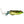 Booyah Toad Runner Frog-Booyah-Wind Rose North Ltd. Outfitters