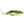 Booyah Toad Runner Frog-Booyah-Wind Rose North Ltd. Outfitters