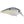 Lucky Craft LC Silent Squarebill-Lucky Craft-Wind Rose North Ltd. Outfitters
