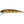 Musky Mania Jake-Musky-Wind Rose North Ltd. Outfitters
