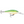 Rapala Shad Rap SR-5-Rapala-Wind Rose North Ltd. Outfitters