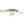 Rapala Shad Rap SR-5-Rapala-Wind Rose North Ltd. Outfitters