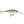 Rapala Shad Rap SR-7-Rapala-Wind Rose North Ltd. Outfitters