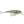 Rapala Super Shad Rap SSR-14-Rapala-Wind Rose North Ltd. Outfitters