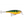 Rapala Super Shad Rap SSR-14-Rapala-Wind Rose North Ltd. Outfitters