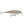 Rapala Super Shad Rap SSR-14-Rapala-Wind Rose North Ltd. Outfitters