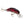 Rebel Teeny Wee-Crawfish-Rebel-Wind Rose North Ltd. Outfitters
