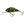 Salmo Hornet Floating 4-Salmo Hornet-Wind Rose North Ltd. Outfitters