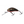 Salmo Hornet Floating 4-Salmo Hornet-Wind Rose North Ltd. Outfitters
