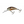 Salmo Hornet Floating 4-Salmo Hornet-Wind Rose North Ltd. Outfitters