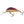 Salmo Hornet Floating 4-Salmo Hornet-Wind Rose North Ltd. Outfitters